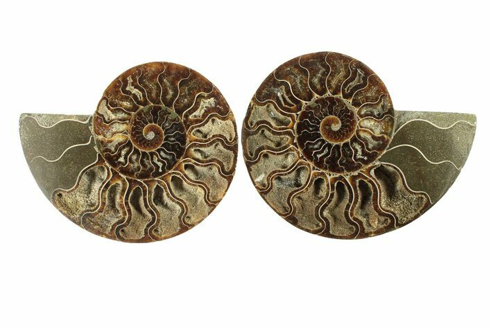 Cut & Polished, Agatized Ammonite Fossil - Madagascar #267888